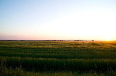 Olgun buğday tarlasında fotoğraf