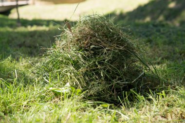 resimde samanlık alanında yalan