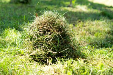 resimde samanlık alanında yalan