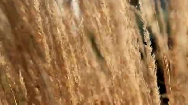 Gros plan des tiges dorées et sèches par vent léger lors d'une journée ensoleillée d'été. Vidéo Nature. — Video