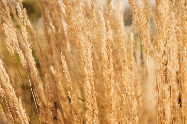 Güneşli yaz gününde hafif rüzgârda altın kuru kökleri yakın çekim. Güzel bozkır tarlası. Seçici odaklanma. Doğa arkaplanı.