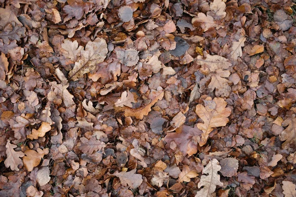 Outono Castanho Escuro Folhas Caídas Como Fundo Final Temporada Outono — Fotografia de Stock
