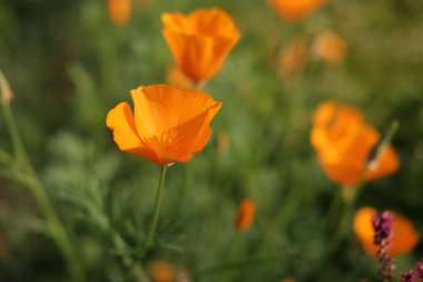 Closeup of orange eschscholzia flower in the field. Concept of springtime and wake up of the nature.