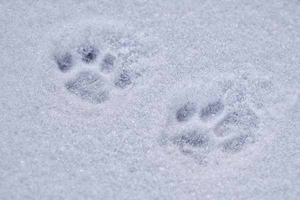 Kočičí Stopy Povrchu Sněhu Zblízka Domácí Mazlíčci Procházky Venku Chladné — Stock fotografie