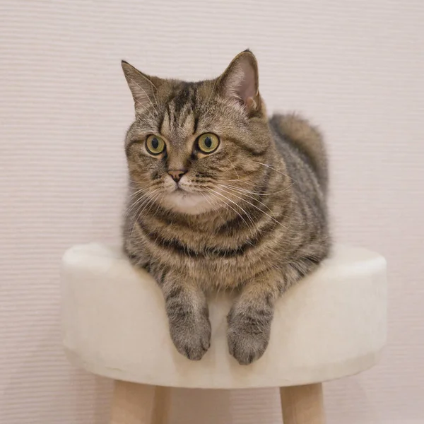 Cute Grey Cat Lies Soft Ottoman Hanging Paws Tabby Domestic — Stock Photo, Image