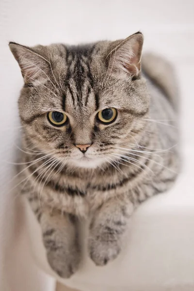 Gato Cinza Bonito Está Otomano Macio Com Patas Penduradas Tabby — Fotografia de Stock