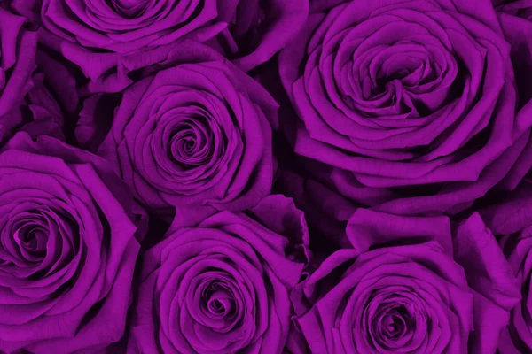 Zbliżenie piękny bukiet róż. Aksamitne fioletowe róże w tle. Romantyzm i walentynki. 2022 trend kolor. — Zdjęcie stockowe