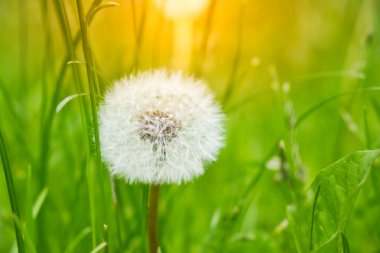 Sabah vakti yeşil tarlada olgunlaşmış beyaz bir karahindiba. Kopya alanı olan doğa ilkbahar veya yaz arkaplanı.