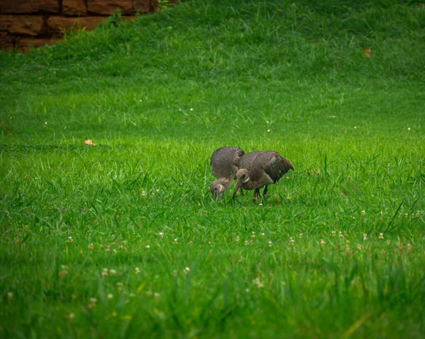 Yiyecek arayan iki sarmaşık.