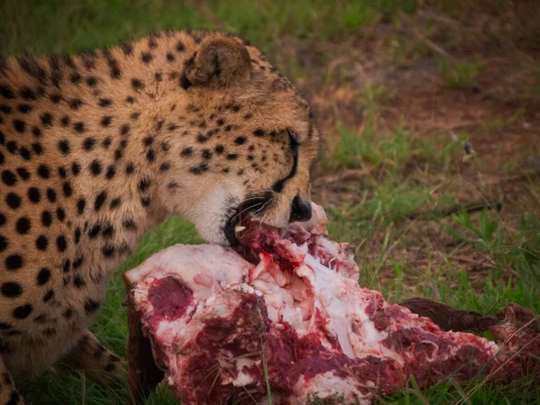 African Cheetah Eating Lunch — Stock Photo, Image