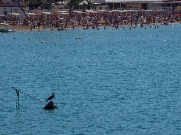 Denizde güneşli bir gün: Sahildeki insanlar ve Karabatak