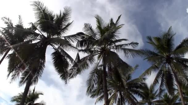 Uitzicht van onderen naar de top van palmbomen op eilanden van de Republiek der Filipijnen. — Stockvideo