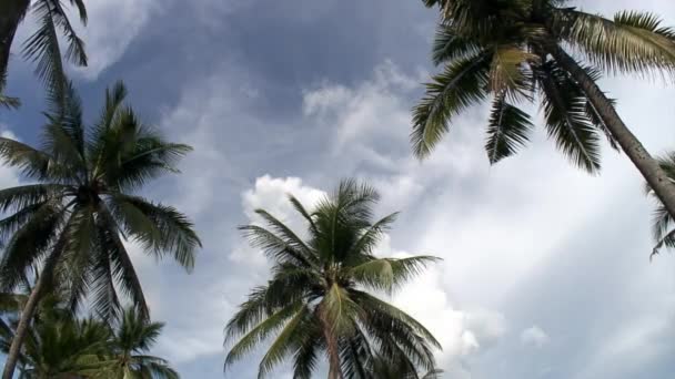 Statisk video av palmer på öarna i Republiken Filippinerna. — Stockvideo