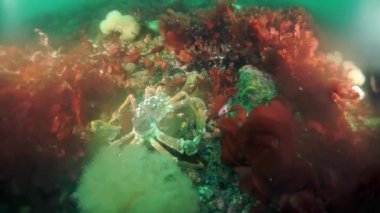 Dikenli kral yengeç Paralithodes Okhotsk Denizi 'nde suyun altında kısaca..