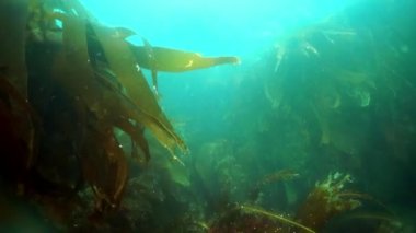 Okhotsk Denizi 'ndeki su altı yosunları..