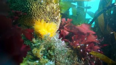 Okhotsk Denizi 'ndeki su altı yosunları..