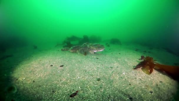 Fourrés sous-marins de varech des algues marines dans la mer d'Okhotsk. — Video