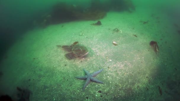Crabe royal épineux Paralithodes brevipess sous-marin dans la mer d'Okhotsk. — Video