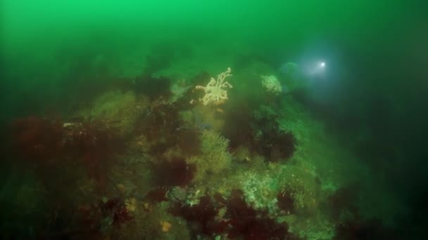 ओखोटस्क सागर में समुद्री शैवाल केलप के अंडरवाटर मोटी . — स्टॉक वीडियो