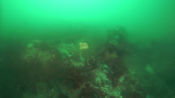 Onderwaterkreeften van zeewierkelp in de Zee van Okhotsk. — Stockvideo