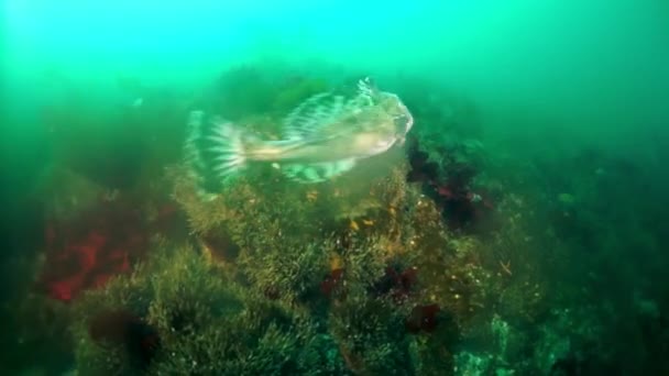 Tüskés királyrák Paralithodes brevipess víz alatt Okhotsk tengerében. — Stock videók