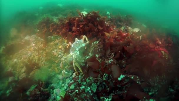 Caranguejo rei espinhoso Paralithodes brevidade subaquática no mar de Okhotsk. — Vídeo de Stock