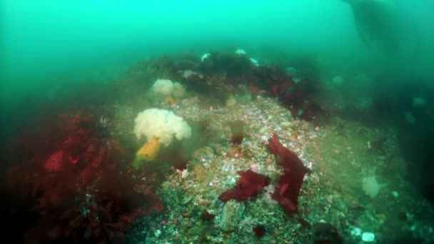 Dikenli kral yengeç Paralithodes Okhotsk Denizi 'nde suyun altında kısaca.. — Stok video