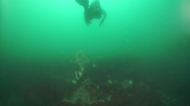 Stachelige Königskrabbe Paralithodes brevipess unter Wasser im Ochotskischen Meer. — Stockvideo