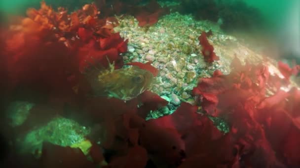 Spiny king crab Paralithodes brevipess underwater in Sea of Okhotsk. — Stock Video