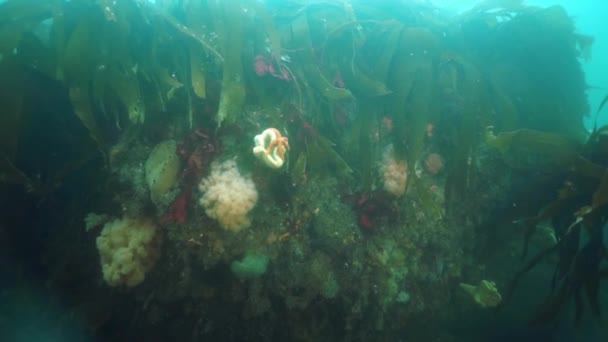 Spiny kung krabba Paralithodes brevipess under vatten i sjön Okhotsk. — Stockvideo