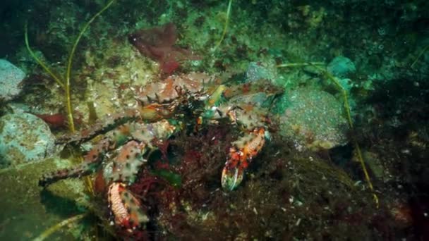 Crabe royal brun Paralithodes brevipess sous-marin en mer. — Video