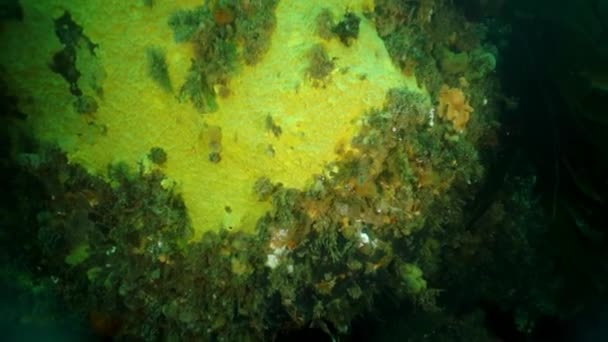 Špičatý krab královský Paralitodes brevipess pod vodou v Okhotském moři. — Stock video