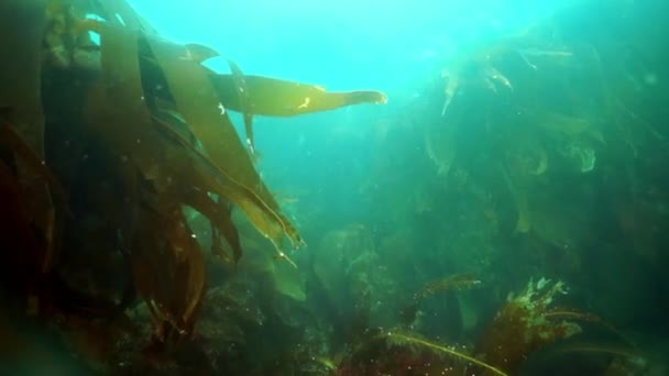 Bilhetes subaquáticos de algas marinhas no Mar de Okhotsk. — Vídeo de Stock