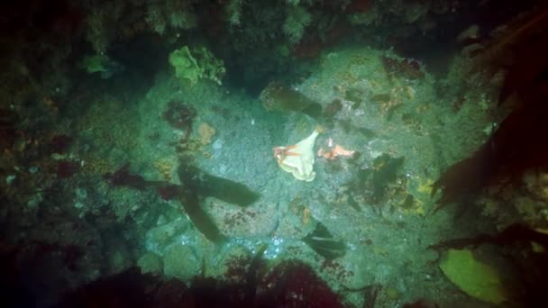 Колисковий краб Paralithodes brevipess underwater in the Sea of Okhotsk. — стокове відео
