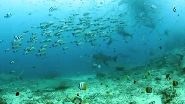 Vida subaquática dos tubarões e escola de peixes no Oceano Pacífico. — Vídeo de Stock