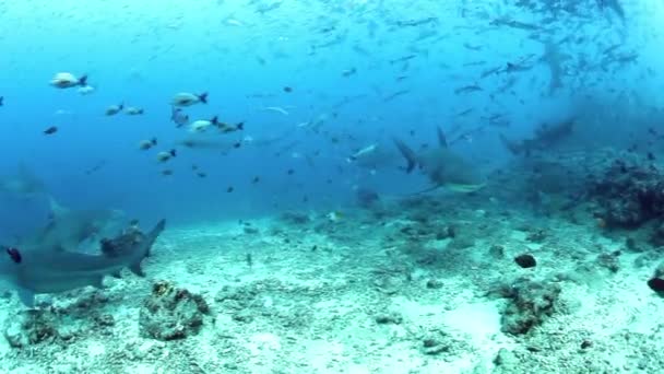 Podvodní život žraloků a hejna ryb v Tichém oceánu. — Stock video