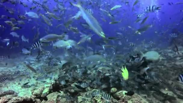 Duiker voedt haaien en school vissen onderwater oceaan van Fiji. — Stockvideo