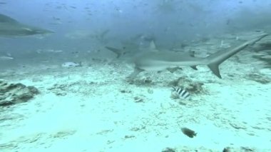 Beyaz yüzgeçli Gri Köpekbalığı sualtı Okyanusu 'nda kameraya saldırır ve ısırır..