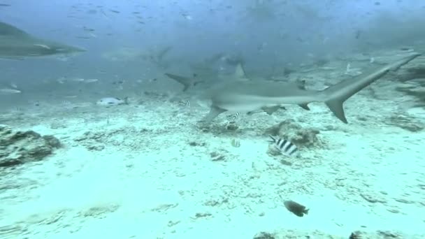 Whitefin Gray Shark attackerar och biter kameran i undervattens hav. — Stockvideo