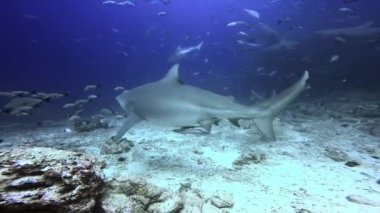 Fiji 'nin sualtı okyanusunda beslenen köpekbalığı..