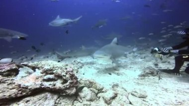 İnsanlar Fiji 'nin sualtı okyanusundaki köpekbalıklarını besler..