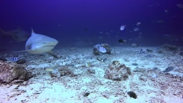 Sharks in underwater ocean of Fiji. — Stock Video