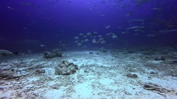 Tubarão se alimentando no oceano subaquático de Fiji. — Vídeo de Stock