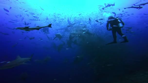 Buceador cerca de tiburón en el océano submarino de Fiji. — Vídeos de Stock