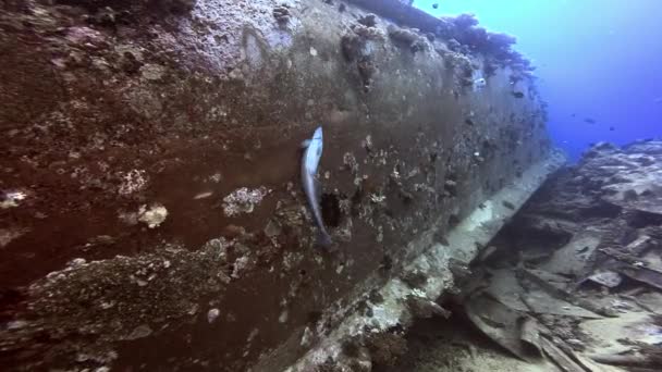 Naufragio sottomarino nelle Figi. — Video Stock