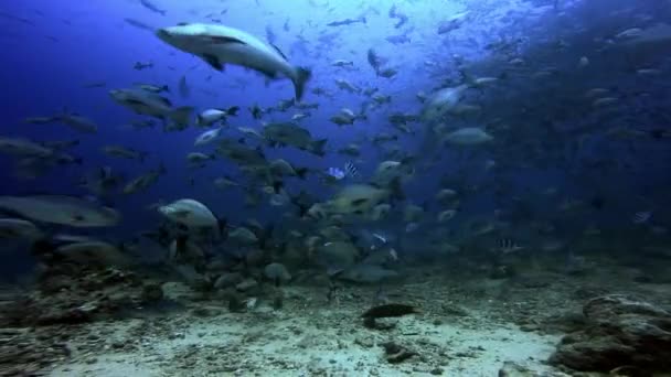 Gruppe von Haien jagt Fische im Unterwassermeer von Fidschi. — Stockvideo