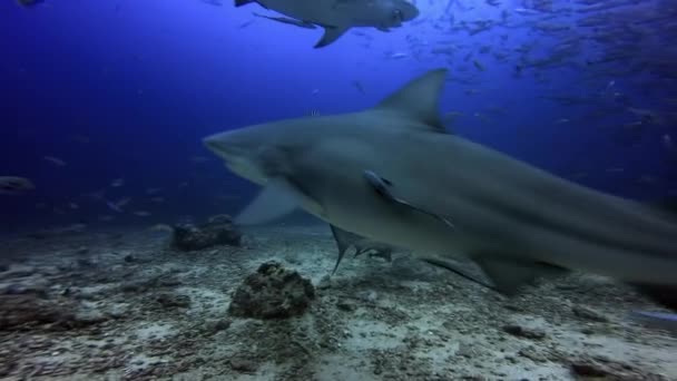 Grupo de tubarões está caçando peixes oceano subaquático de Fiji. — Vídeo de Stock