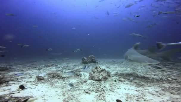 Fischschwärme und Gruppenhaie in der Nähe von Menschen unter Wasser Ozean von Fidschi. — Stockvideo