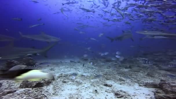 Skolan för haj och fisk under vatten i Fiji. — Stockvideo
