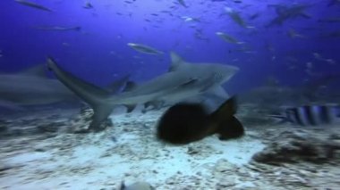 Dalgıç, Fiji 'nin sualtındaki köpekbalıklarının ellerinden besleniyor..